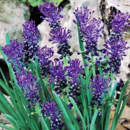 muscari-szafirek-comosum-10-szt-szafirki-cebulki-cebule-szafirkow