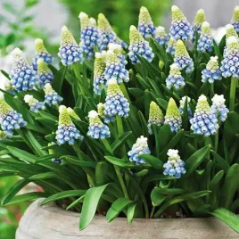 muscari-szafirek-aqua-magic-10-szt-szafirki-cebulki-cebule-szafirkow