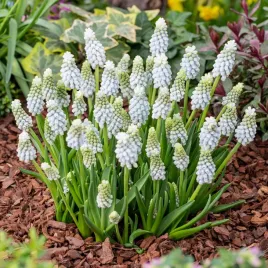 muscari-szafirek-esther-10-szt-szafirki-cebulki-cebule-szafirkow