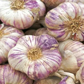czosnek-jadalny-zimowy-harnas-025-kg-glowkowaty-do-sadzenia