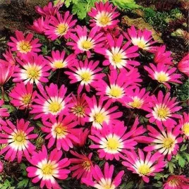 anemon-grecki-zawilec-rosea-10-szt-anemony-zawilece-cebulki-cebule