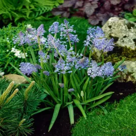 scilla-cebulica-litardierei-5-szt-cebulki-kwiatowe-cebule-kwiatow