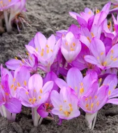 colchicum-zimowit-paninicum-1-szt-cebulki-cebule-kwiatowe