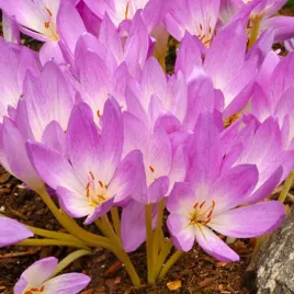 zimowit-jesienny-colchicum-lilac-bedder-1-szt-cebulki-cebule-kwiatowe