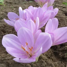 zimowit-jesienny-colchicum-majoor-1-szt-cebulki-cebule-kwiatowe