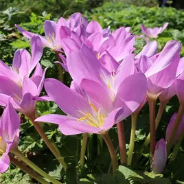 zimowit-jesienny-colchicum-tenorii-1-szt-cebulki-cebule-kwiatowe