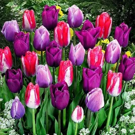 tulipan-kolory-fioletu-mix-5-szt-tulipany-cebulki-tulipanow-cebule