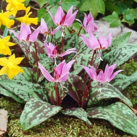 erythronium-psizab-rose-queen-1-szt-cebulki-kwiatowe-cebule-kwiatow