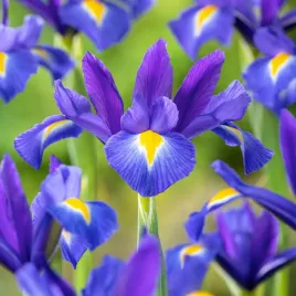 irys-kosaciec-holenderski-valentine-10-szt-irysy-cebule-sadzonki-cebulki