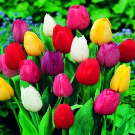 tulipan-mix-9-10-50-szt-tulipany-cebulki-tulipanow-cebule