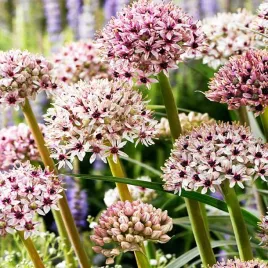 allium-czosnek-ozdobny-silver-spring-1-szt-cebulki-kwiatowe-czosnki-ozdobne
