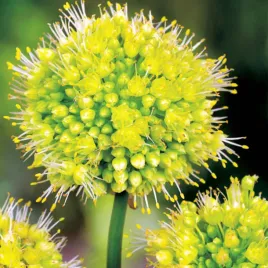 allium-czosnek-obliquum-yellow-1-szt-cebulki-kwiatowe-czosnki-ozdobne