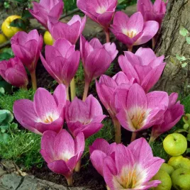 colchicum-zimowit-glory-of-heemstede-1-szt-cebulki-zimowitow-cebule