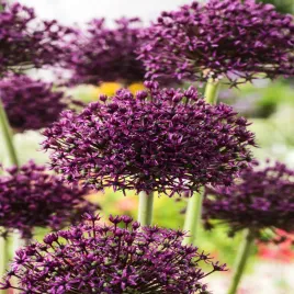 allium-czosnek-ozdobny-miami-5-szt-cebulki-kwiatowe-czosnki-ozdobne
