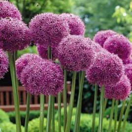 allium-czosnek-ozdobny-goliath-1-szt-cebulki-kwiatowe-czosnki-ozdobne