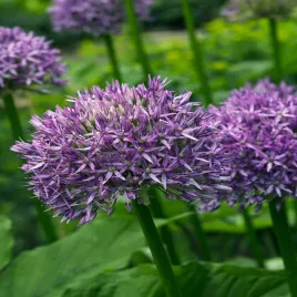allium-czosnek-ozdobny-dutchman-1-szt-cebulki-kwiatowe-czosnki-ozdobne