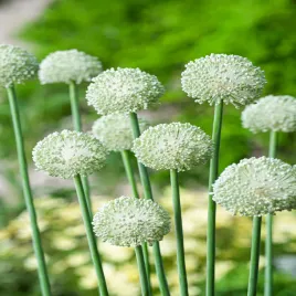 allium-czosnek-ozdobny-ping-pong-5-szt-cebulki-kwiatowe-czosnki-ozdobne