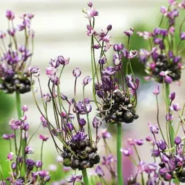 allium-czosnek-scorodoprasum-art-10-szt-cebulki-kwiatowe-czosnki-ozdobne