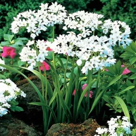 allium-czosnek-ozdobny-cowanii-10-szt-cebulki-kwiatowe-czosnki-ozdobne