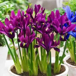 iris-reticulata-kosaciec-s-j-dijt-10-szt-irysy-cebulki-irysow-cebule
