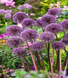 allium-czosnek-ozdobny-jackpot-1-szt-cebulki-kwiatowe-czosnki-ozdobne