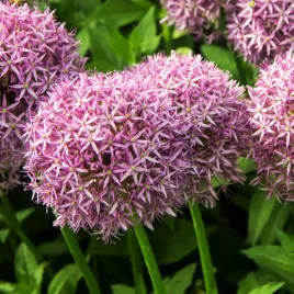 allium-czosnek-ozdobny-atlas-1-szt-cebulki-kwiatowe-czosnki-ozdobne