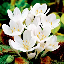 colchicum-autumnale-zimowit-jesienny-album-1-szt-cebulki-cebule-kwiatowe