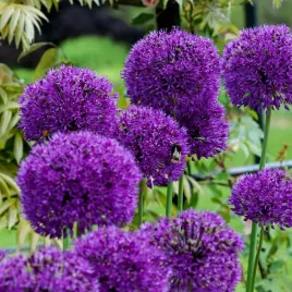 allium-czosnek-ozdobny-ozdobny-purple-rain-5-szt-cebulki-czosnki-ozdobne