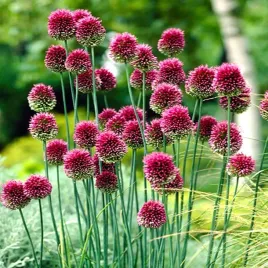 allium-czosnek-ozodbny-ampeloprasum-10-szt-cebulki-kwiatowe-czosnki-ozdobne