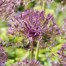 allium-czosnek-ozdobny-firmament-1-szt-cebulki-kwiatowe-czosnki-ozdobne