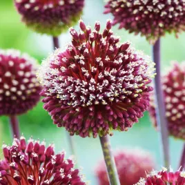 allium-czosnek-ozdobny-forelock-1-szt-cebulki-kwiatowe-czosnki-ozdobne