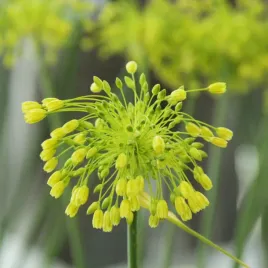 allium-czosnek-ozdobny-yellow-fantasy-3-szt-cebulki-kwiatowe-czosnki
