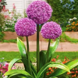 allium-czosnek-ozdobny-party-balloons-1szt-cebulki-kwiatowe-czosnki-ozdobne