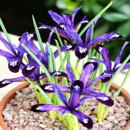 iris-reticulata-kosaciec-blue-note-10-szt-irysy-cebulki-irysow