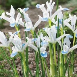 iris-reticulata-kosaciec-frozen-planet-5-szt-irysy-cebulki-irysow