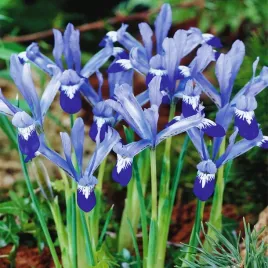 iris-reticulata-kosaciec-clairette-10-szt-irysy-cebulki-irysow