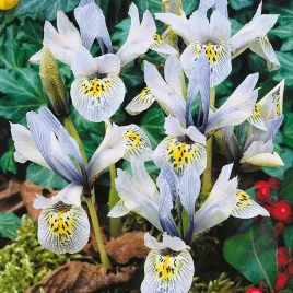 iris-reticulata-kosaciec-katharine-hodgkin-10-szt-irysy-cebulki-irysow