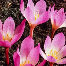 colchicum-zimowit-speciosum-1-szt-cebulki-zimowitow-cebule-kwiatowe