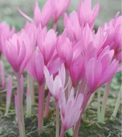 colchicum-zimowit-alba-minor-1-szt-cebulki-cebule-kwiatowe