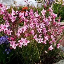gladiolus-mieczyk-carneus-5-szt-cebulki-cebule-kwiatow