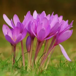 colchicum-zimowit-giganteum-1-szt-cebulki-cebule-kwiatowe
