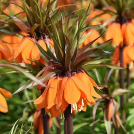 fritillaria-szachownica-sunset-1-szt-cebule-cebulki-kwiatowe