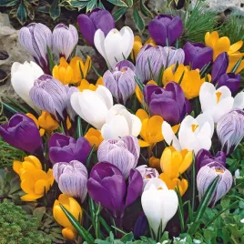 krokus-wiosenny-mix-100-szt-krokusy-cebulki-cebule-krokusow