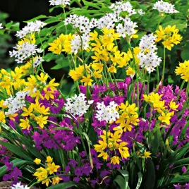 czosnek-ozdobny-allium-mix-4-50-szt-cebulki-czosnki-ozdobne