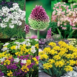 zestaw-allium-4-czosnek-ozdobny-5-odmian-50-szt-cebulki-czosnki-ozdobne