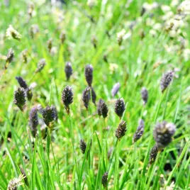 trawa-sesleria-sadleriana-tatrzanska-1l