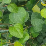 bluszcz-sweetheart-2l