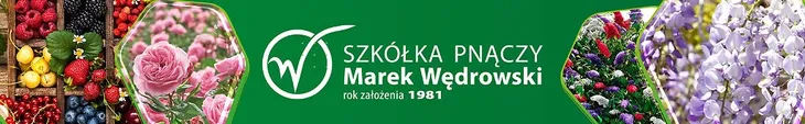 bluszcz-sweetheart-2l-producent-szkolka-pnaczy-marek-wedrowski