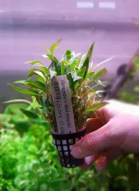 alternanthera-reineckii-mini-koszyk-xxl-roslina-do-akwarium
