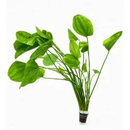 echinodorus-cordifolius-koszyk-xxl-40-50cm-roslina-do-akwarium